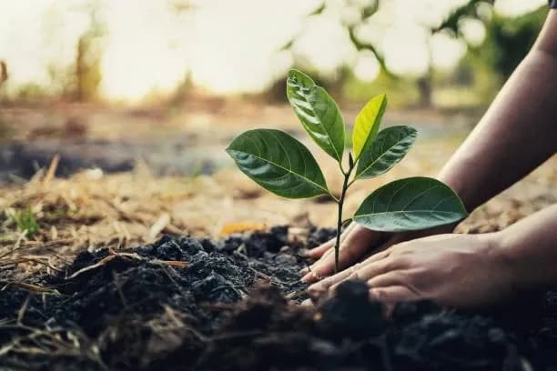 Adopt a tree.webp