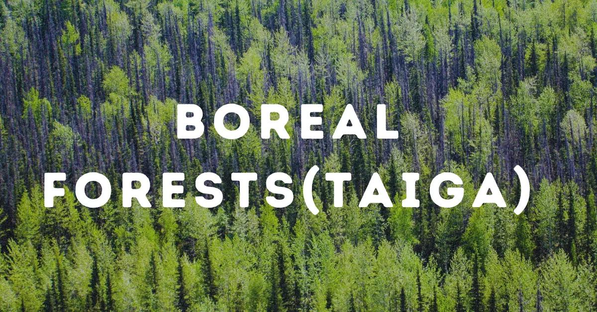 Boreal Forests (Taiga).webp