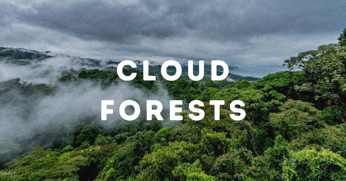 Cloud Forests.webp