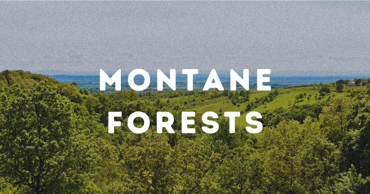 Montane Forests.webp