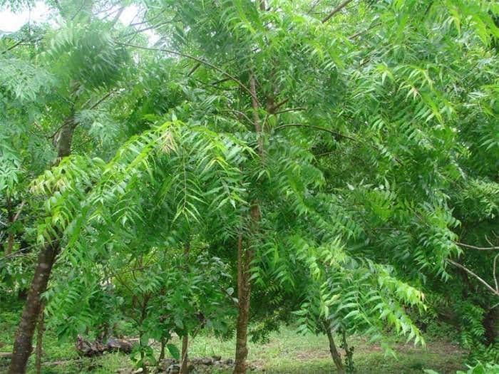 Neem Products .jpg