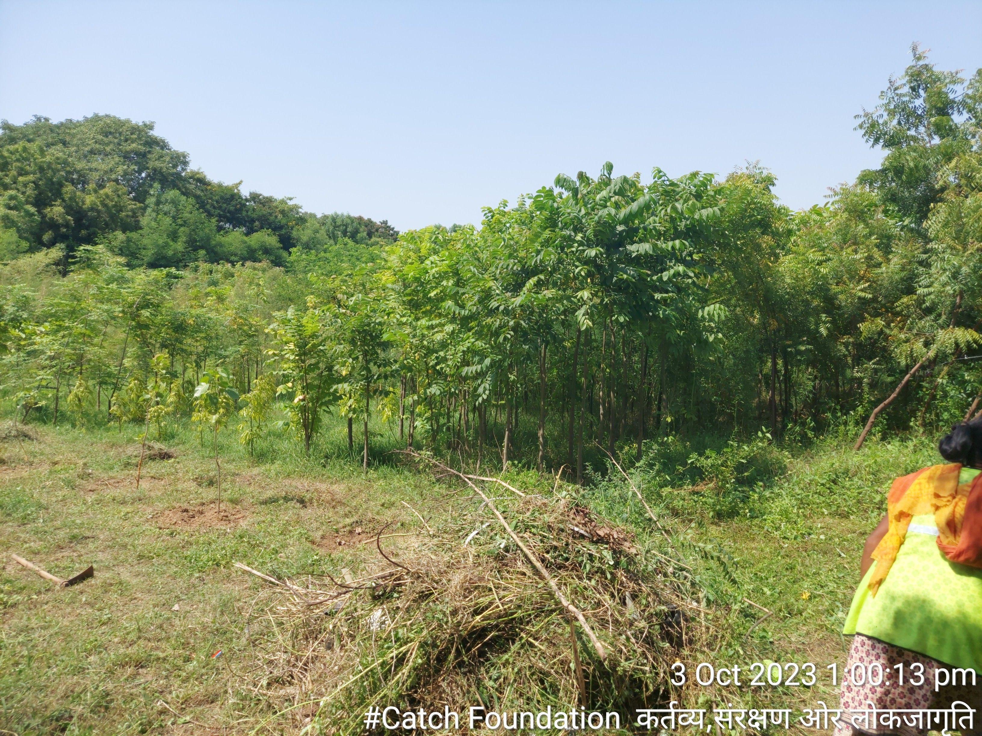 Rotary-dense-forest-Miywaki-Dense-forest