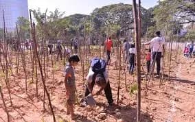 What is Afforestation 