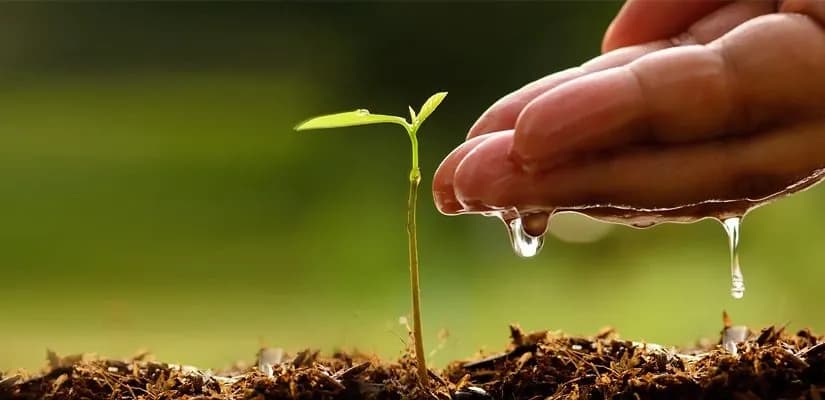 plant-tree.webp