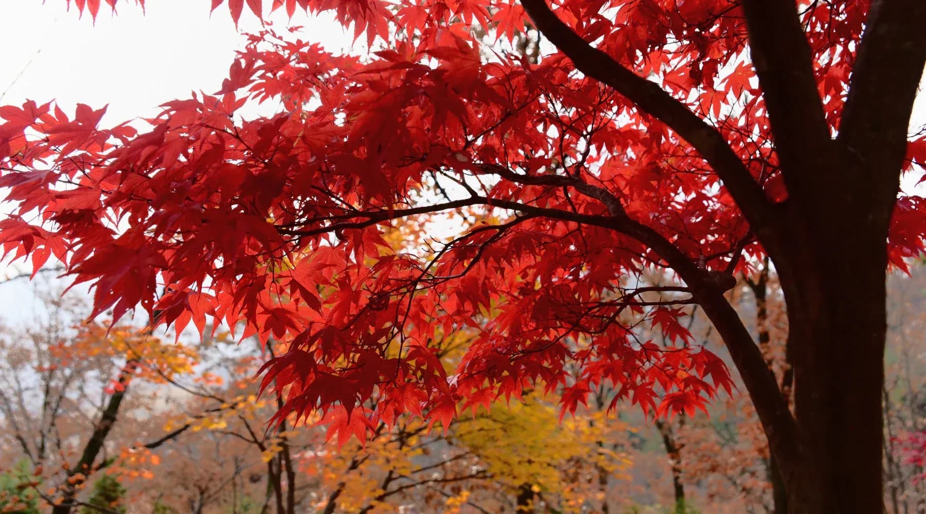 red_maple.webp