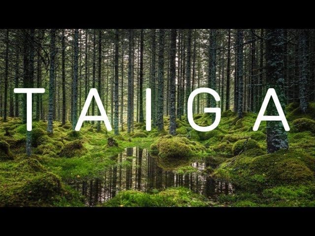 taiga.jpg