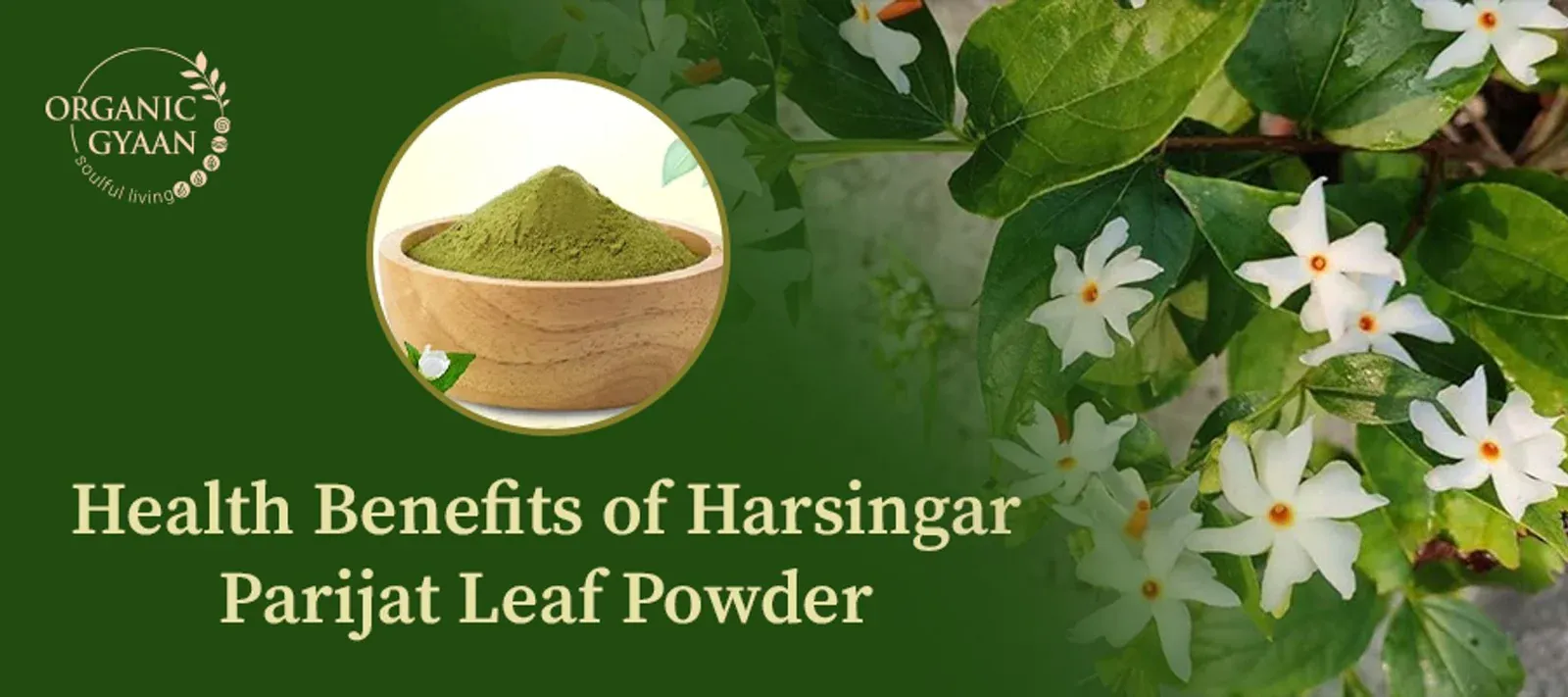 10_Health_Benefits_of_Harsingar_Parijat_Leaf_Powder.webp