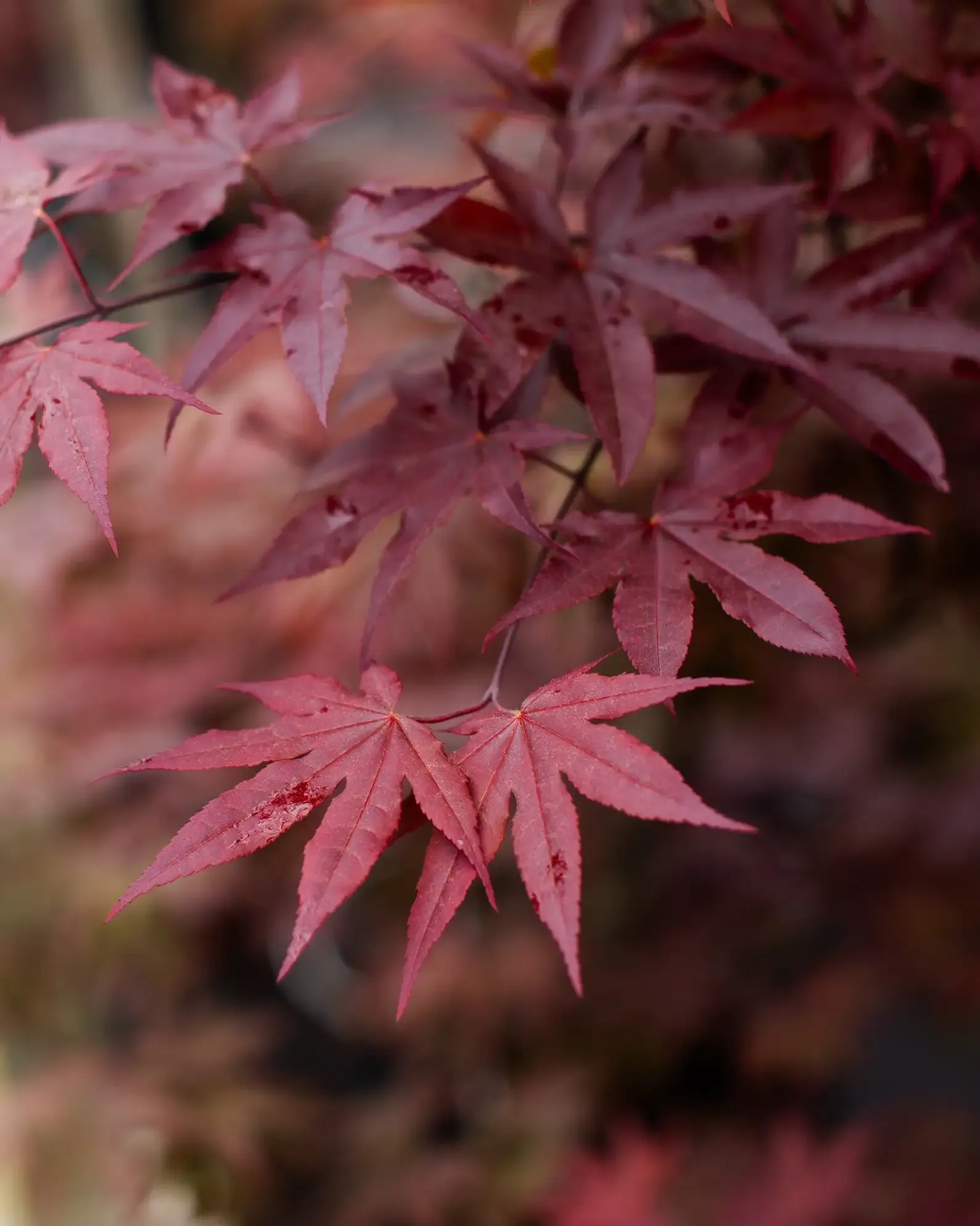 1755816496088-emperor-1-japanese-maple-4.webp
