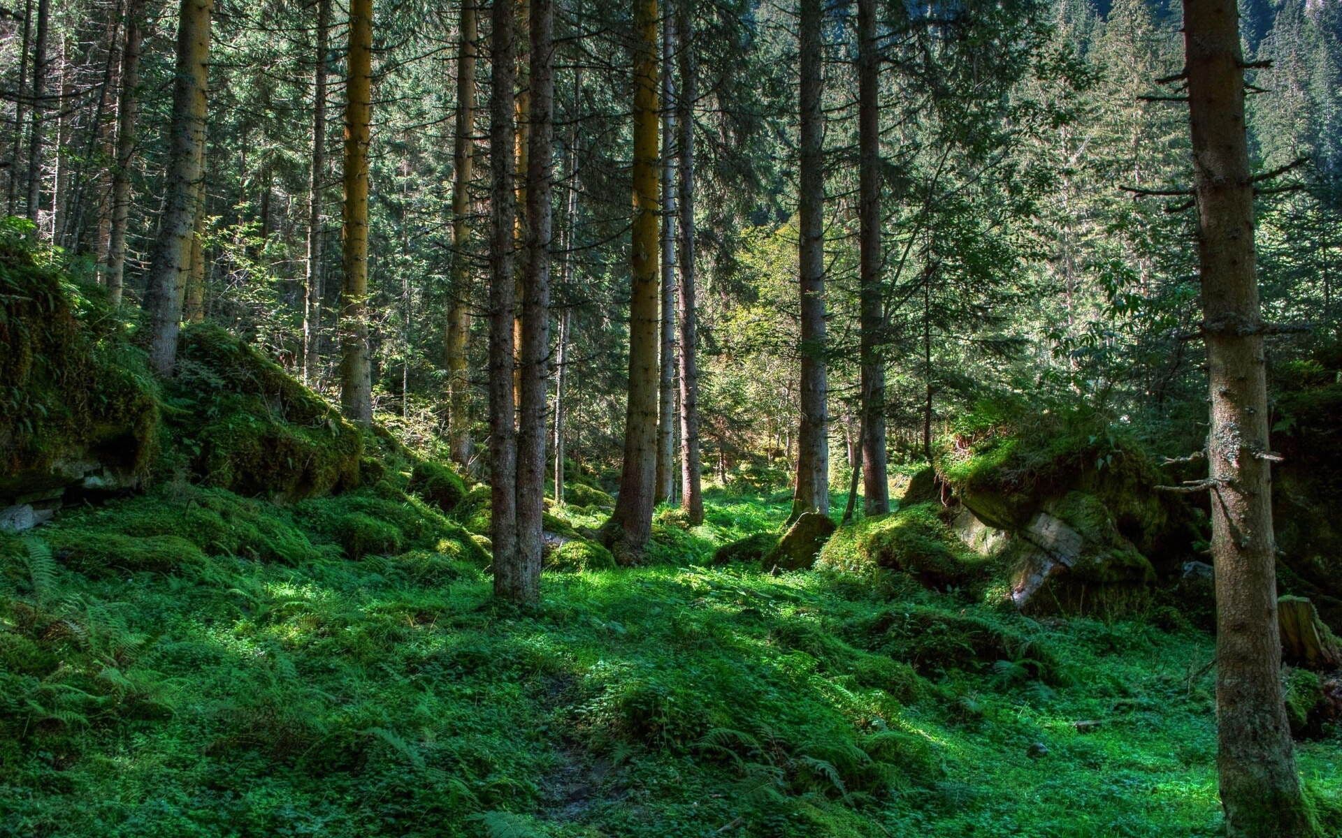 1920x1200-1841507-international-day-of-the-forest-world-day-of-forests.jpg