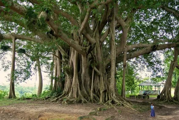 360ca-banyan.webp