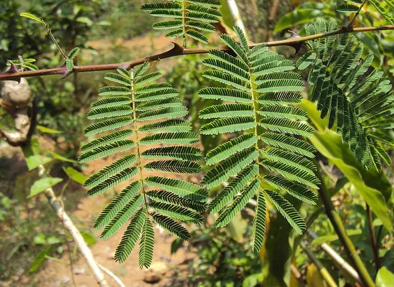 800px-Acacia_catechu_02.webp