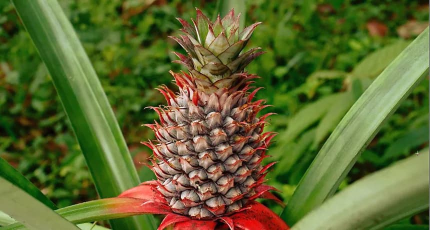 860-header-Bromeliad-pineapple.webp