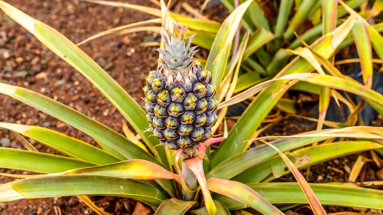 A-Ananas-comosus-plant-with-a-fruit-that-is-still-unripe.webp