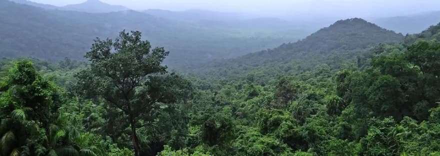 Afforestation Comprehensive Guide.webp