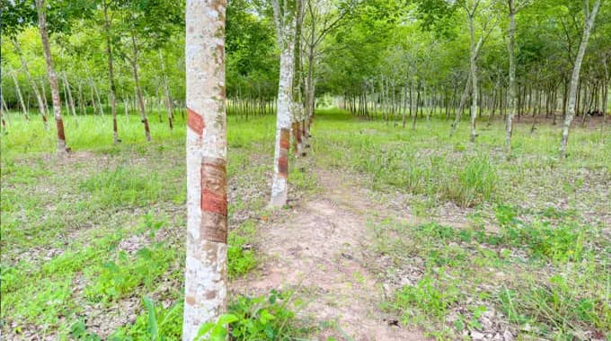 Afforestation Practices .webp