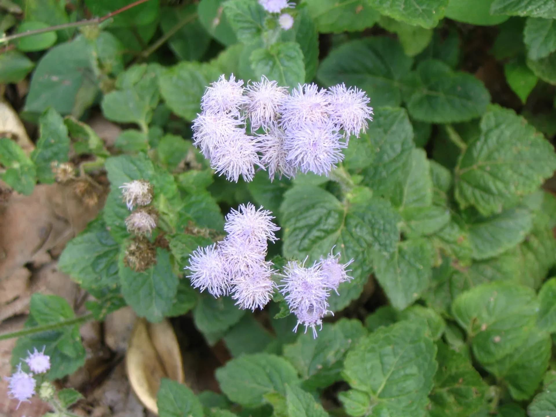 Ageratum_conyzoides_1.webp