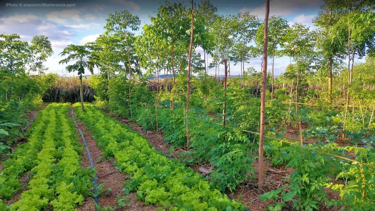 Agroforestry- Blending Trees with Agriculture.webp