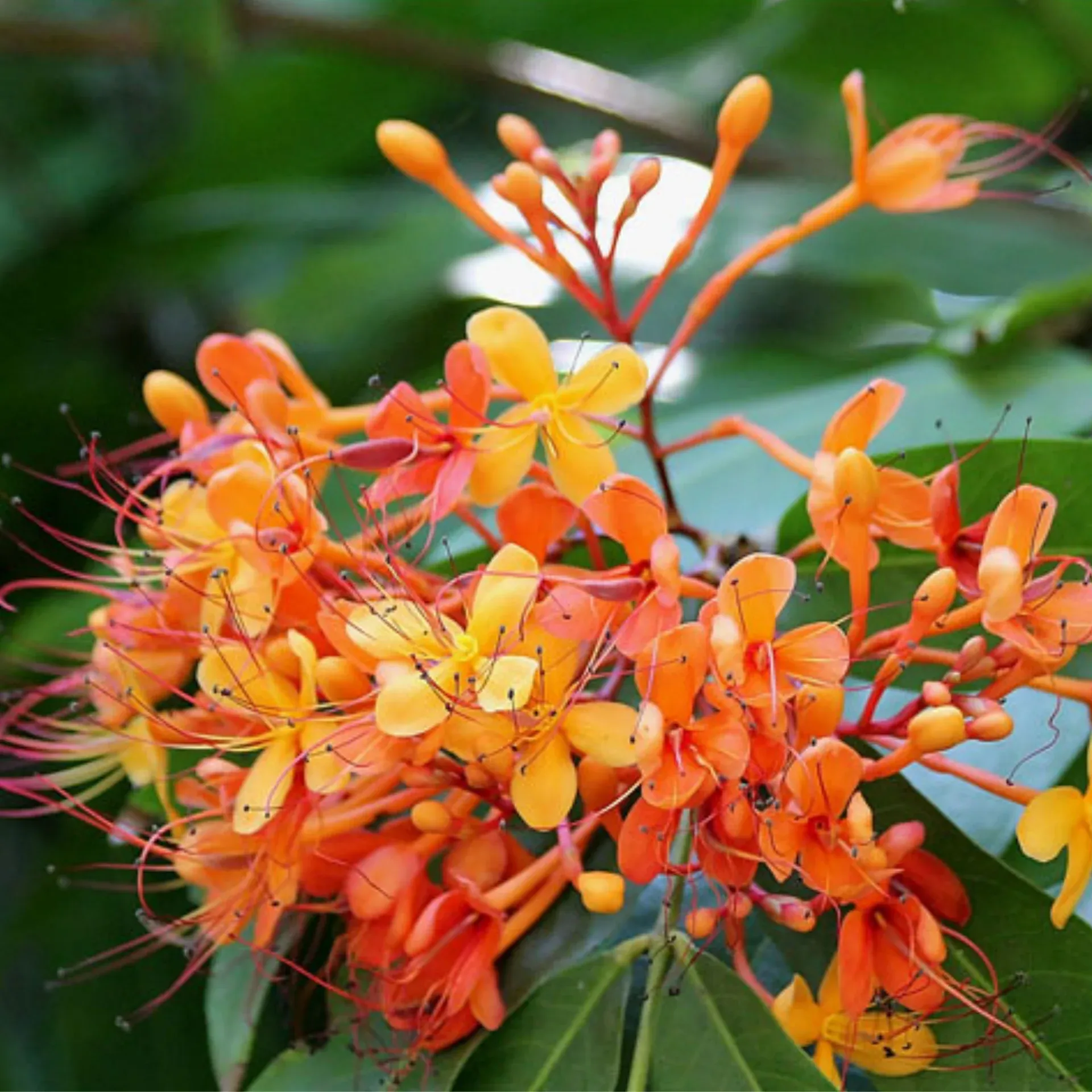 Ashoka_Saraca_2.webp