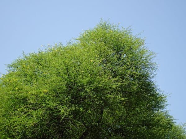 Babool-1.jpg