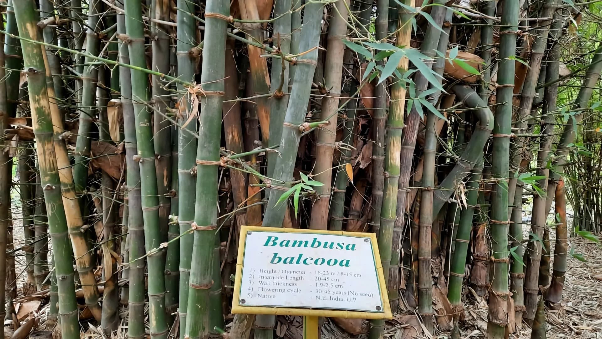 Bambusa-Balcooa.webp
