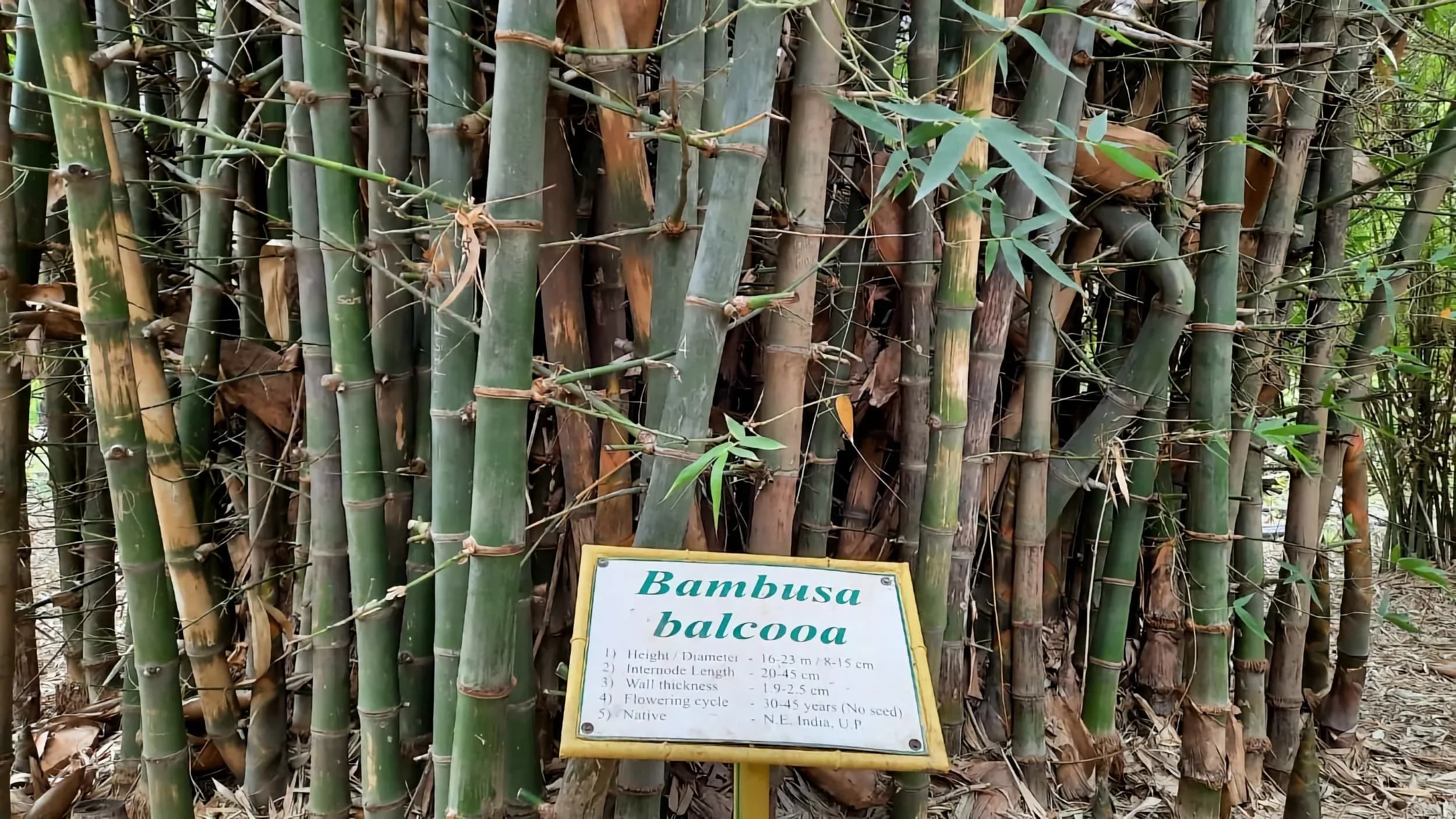 Bambusa Balcooa