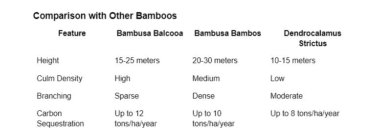 Bambusa balcooa.png
