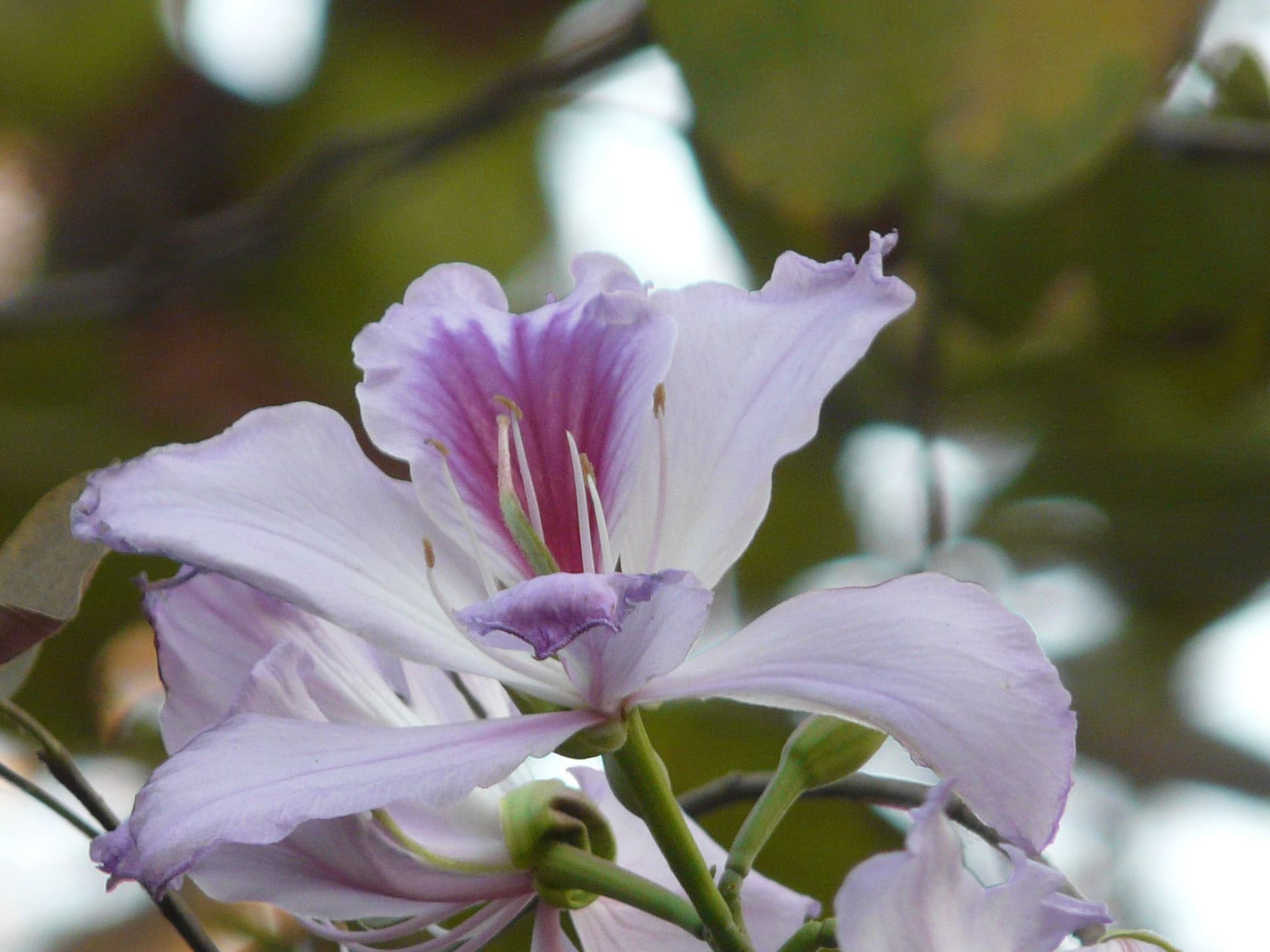 Bauhinia_variegata_L._(2209247115).jpg