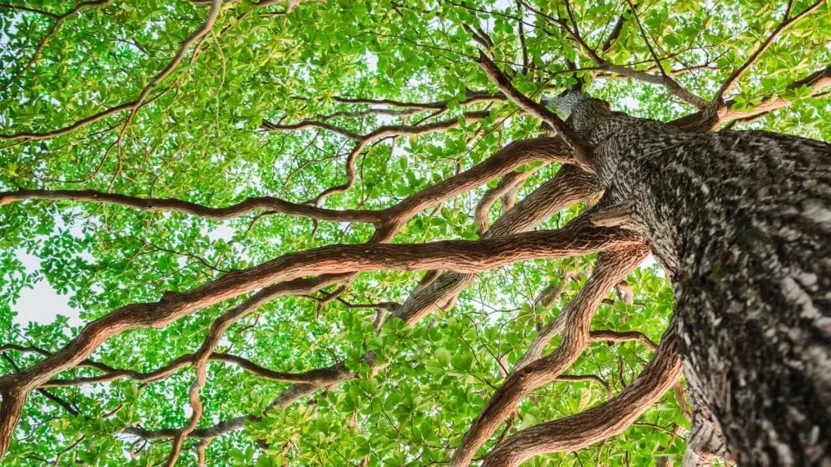 Biodiversity Boost- How Afforestation Helps Bring Wildlife Back.webp