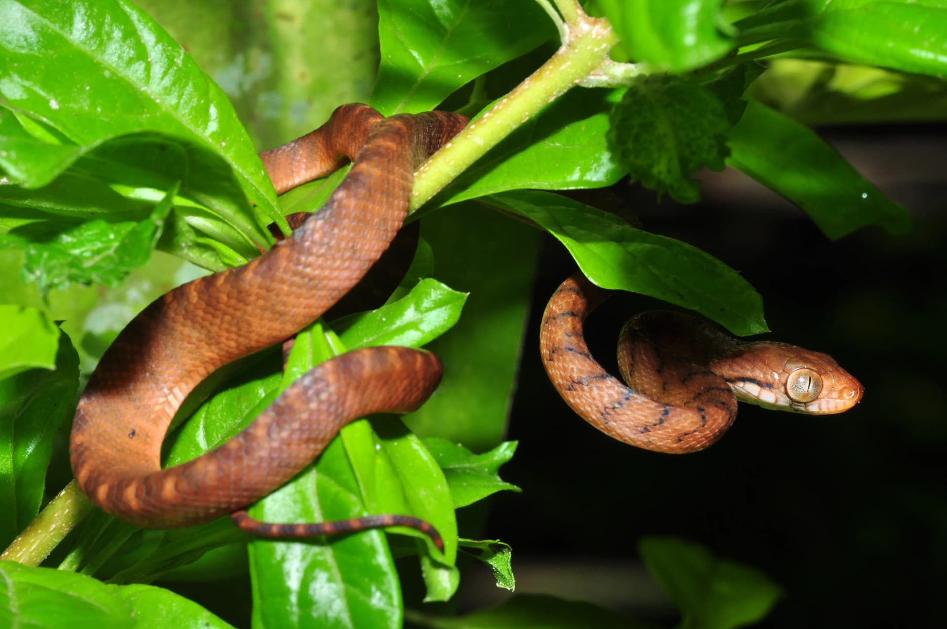 Brown_tree_snake_(Boiga_irregularis)_(8387580552).webp