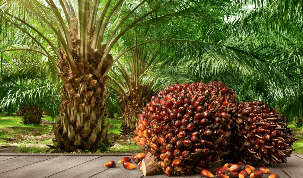 CONCERNS_WITH_OIL_PALM_PLANTATION.png