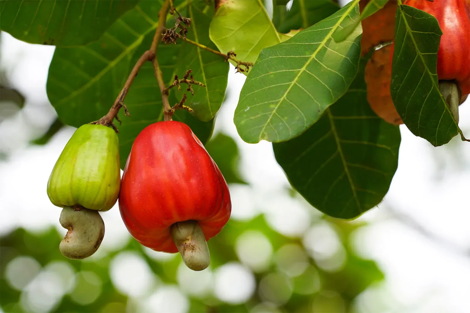 Cashew-apples-nuts-cashew-tree.webp