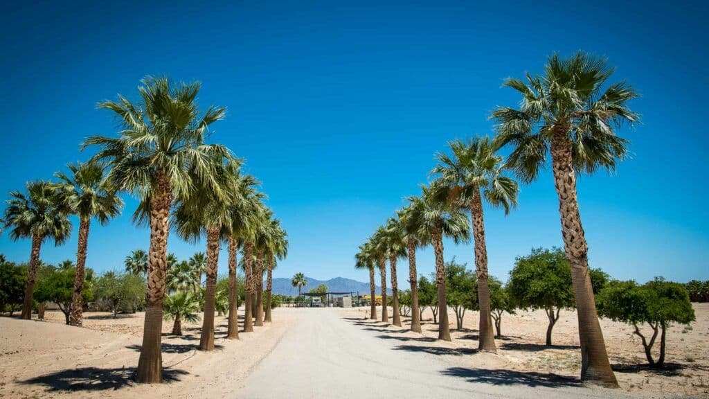 Cold-hardy-palm-trees-1024x576.jpg
