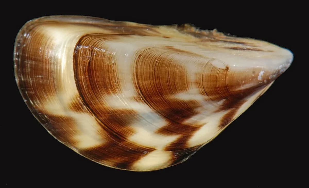 Dreissena_polymorpha_(I1957)0265(39449820624).webp