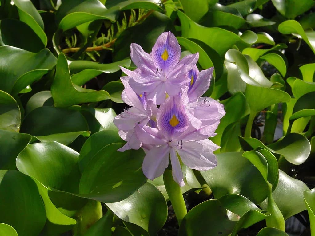 Eichhornia_crassipes_C.webp