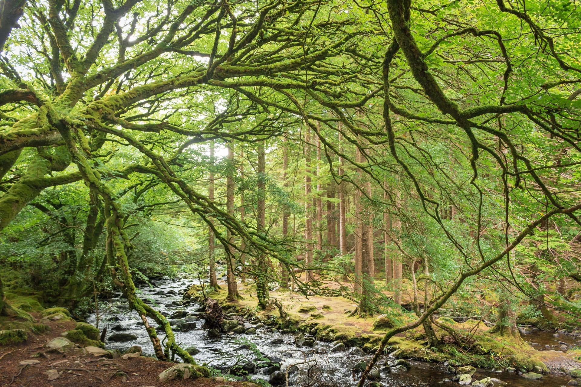 Forest-lead.jpeg