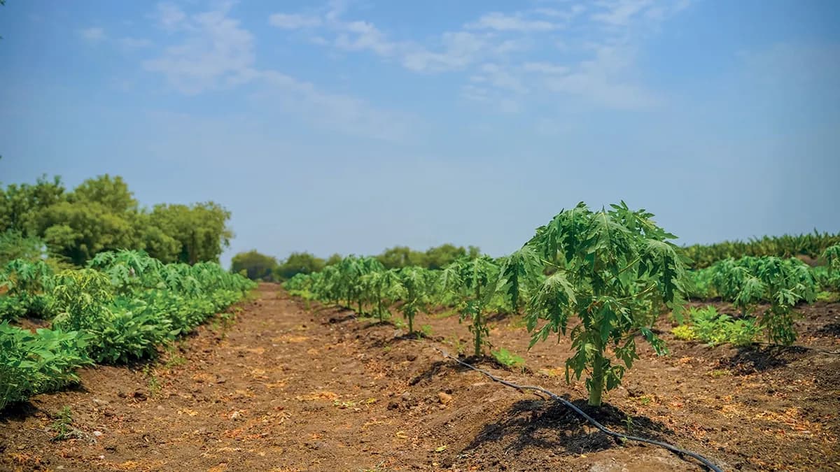 Foto-Coltura-Papaya.webp