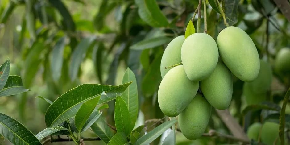 Fruitful-Futures-Exploring-the-Socio-Economic-Power-of-Mango-Farming.webp