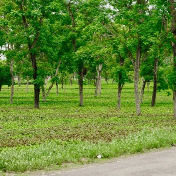 GBT-SDGs-Tree-Plantation.webp