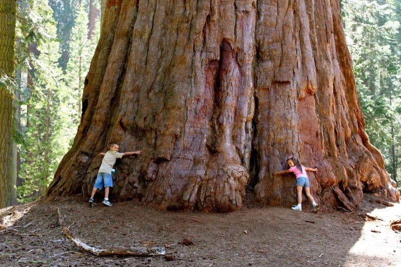 Giants of the Pacific Northwest.jpg