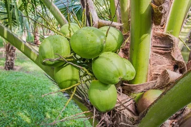 Greenverz_Coconut_palm_001.webp
