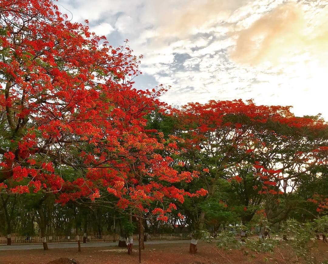 Gulmohar (1).jpg