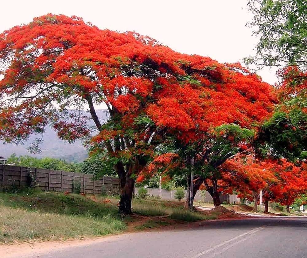 Gulmohar.jpg