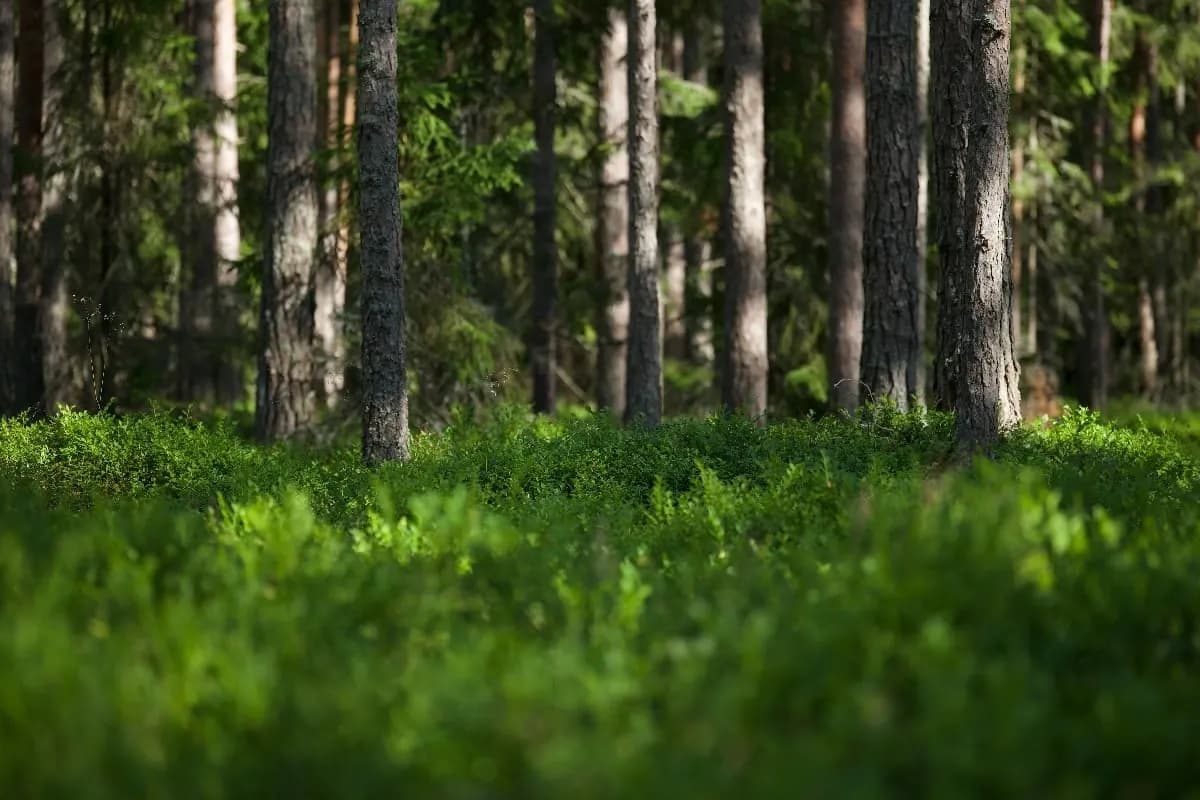 How Afforestation Helps Restore Biodiversity.webp