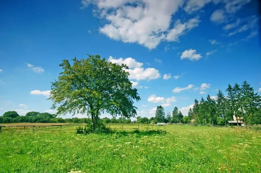 How Many Trees Do We Need to Offset Carbon Emissions. (1).webp