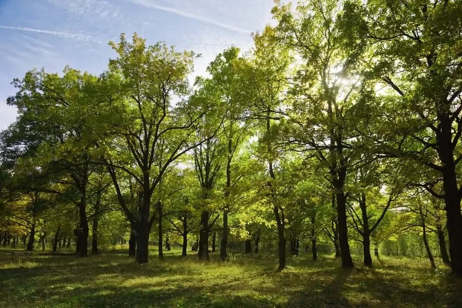 How Many Trees Do We Need to Offset Carbon Emissions. .webp
