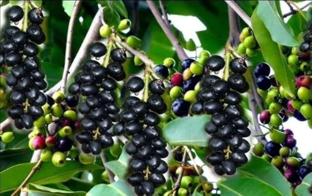 Jamun_Trees.jpg