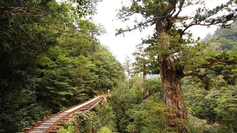 Jōmon Sugi – Japan’s Mountain Elder .jpg