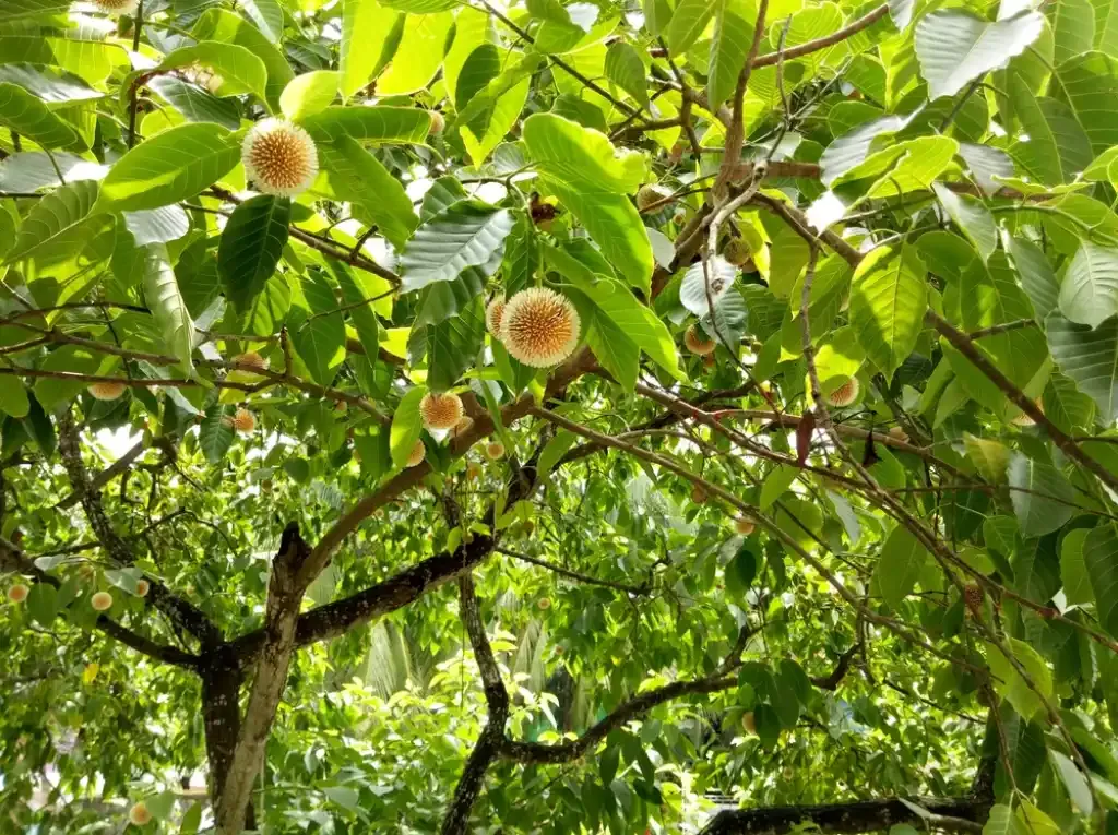 Kadam-tree.webp