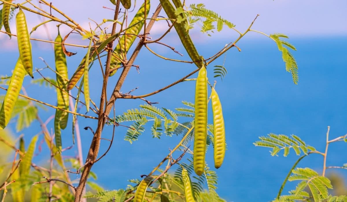 Khair-tree-or-Senegalia-catechu-Appearance-growth-maintenance-and-uses.jpg