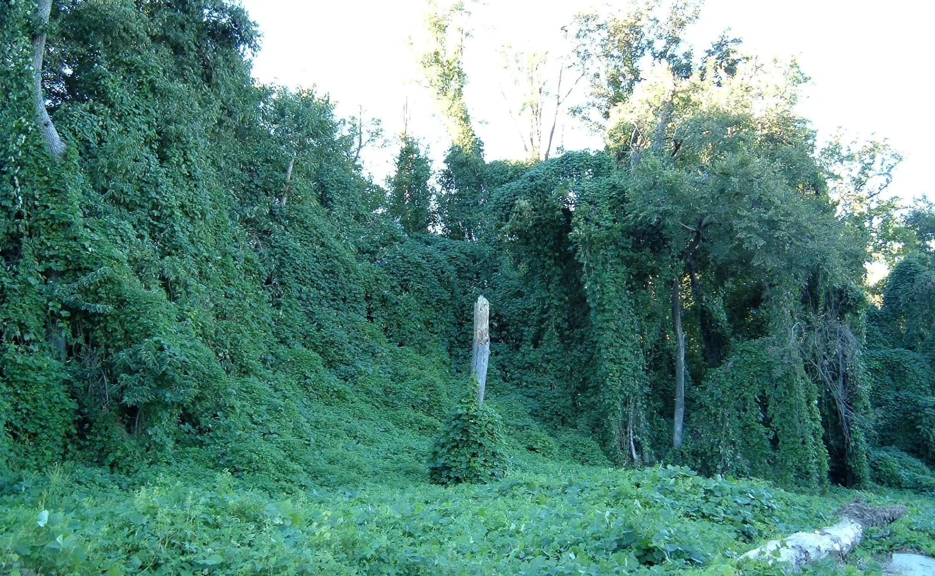 Kudzu_on_trees_in_Atlanta,_Georgia.webp